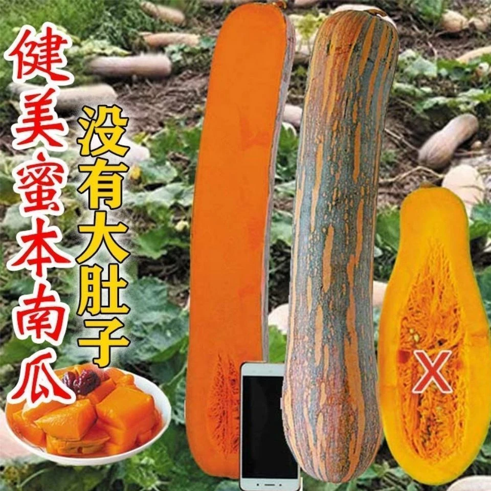 健美密本南瓜种子早熟高产超甜粉面密本南瓜种子甜面南瓜种籽蔬菜