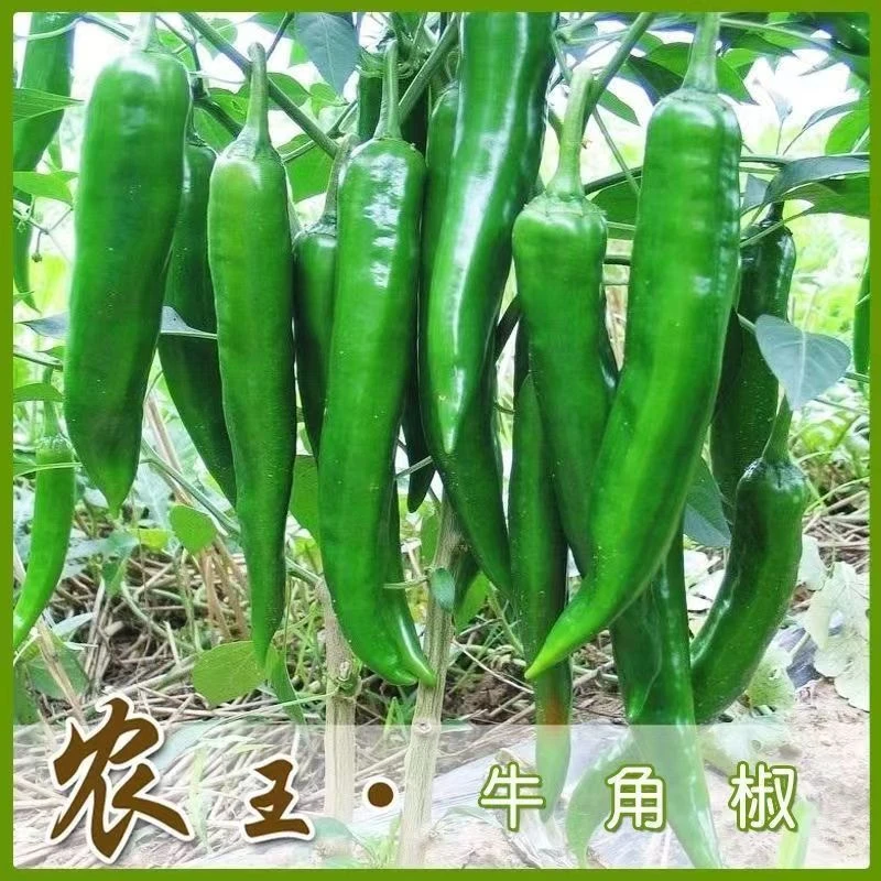 农家特大牛角辣椒种子青椒高产春秋四播种阳台盆栽菜园南北方蔬菜