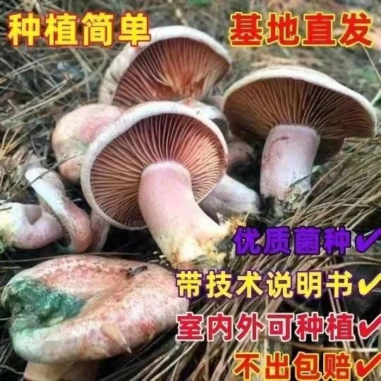 乌枞菌松树菌包松菌枞菌黄碟菌重阳菌四季人工种植松菌野生菌