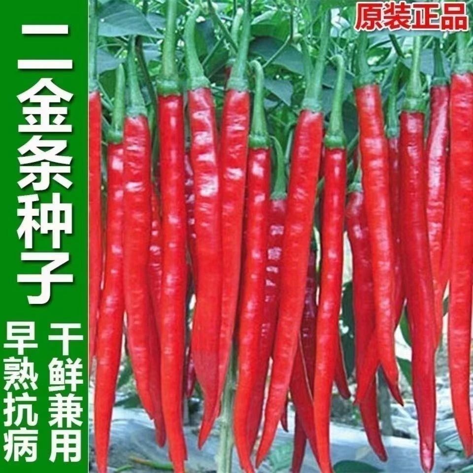 【长线椒种子】香辣王湖南辣椒种籽杭椒超长特高产春夏秋冬四季播