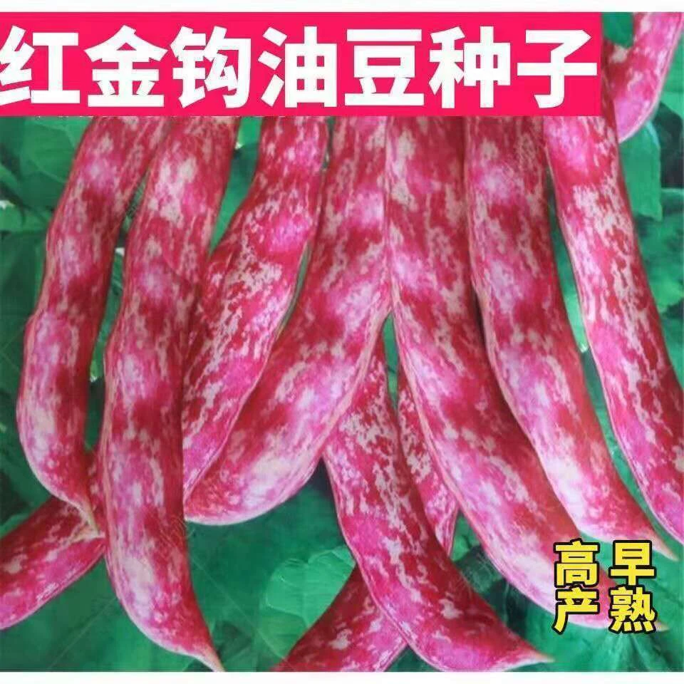 红金钩豆角种子家雀蛋豆角种子高产油豆角种子芸豆架豆菜种子搭架