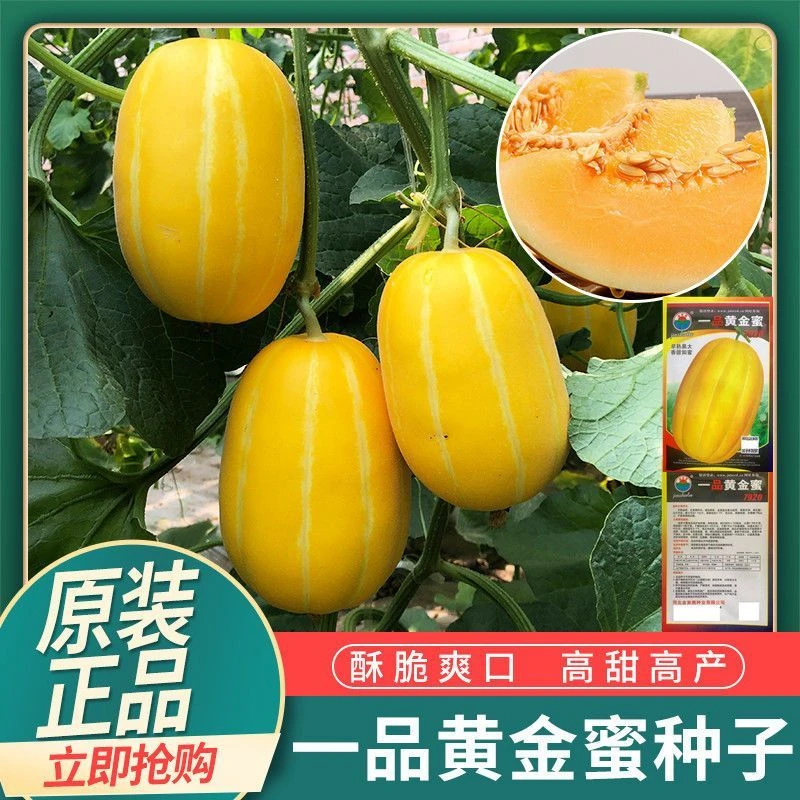黄金蜜甜瓜种子黄瓤香瓜种籽高产超甜早熟正品四季播农家水果种子