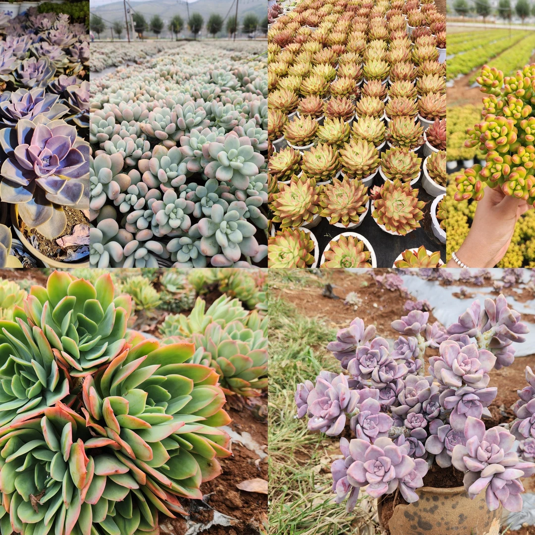 【孤独的肉肉】两垄地多肉脱土