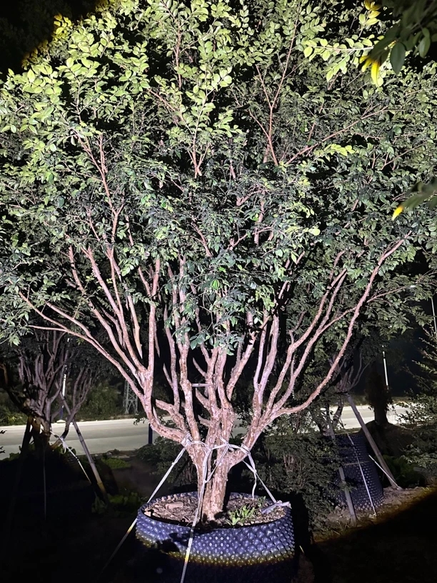 沙巴苗木直播间专用