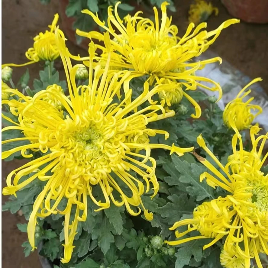 【金丝麦浪】带花苞大花九月菊带花苞阳台庭院耐寒耐热植物