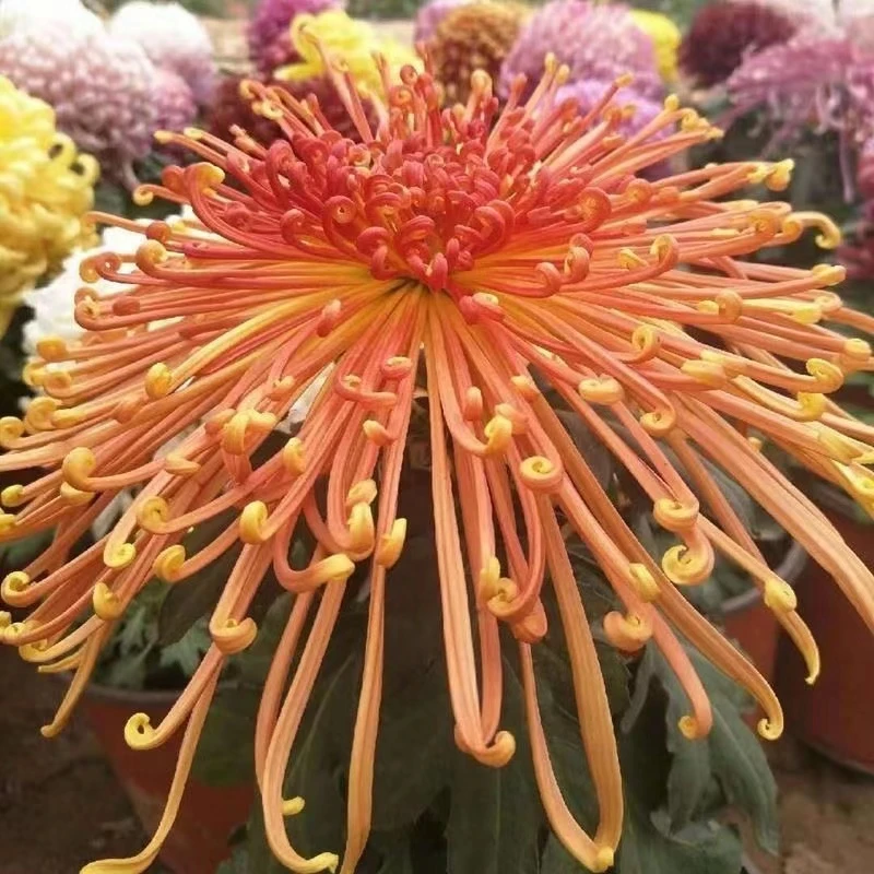 【金鸡报晓】带花苞盆栽耐寒耐热四季菊花盆栽