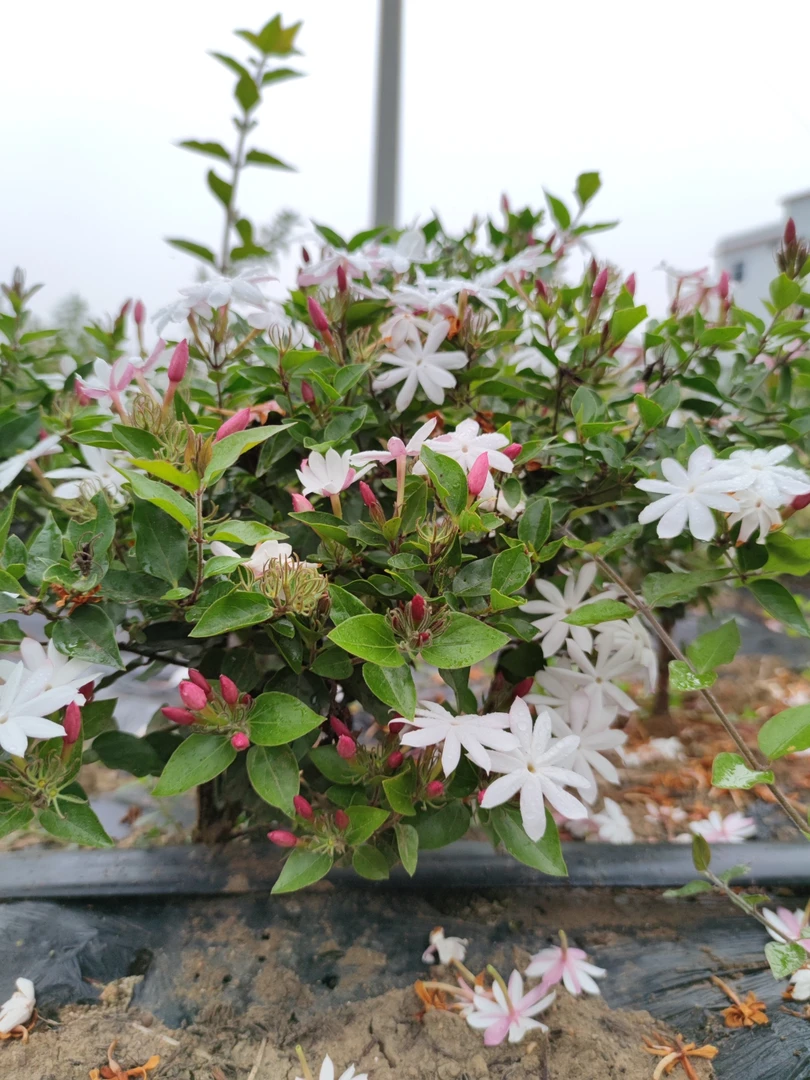 新品种单瓣粉苞栽培茉莉花盆栽清香植物窗台花卉绿植花香阳台庭院