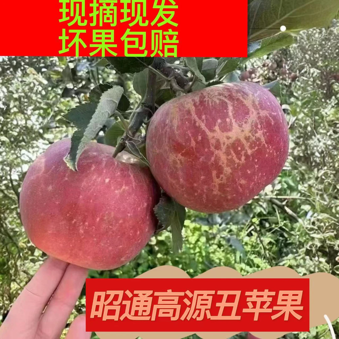 5 现摘当季云南昭通高原丑苹果自然脆甜多汁精选现摘现发5斤10斤