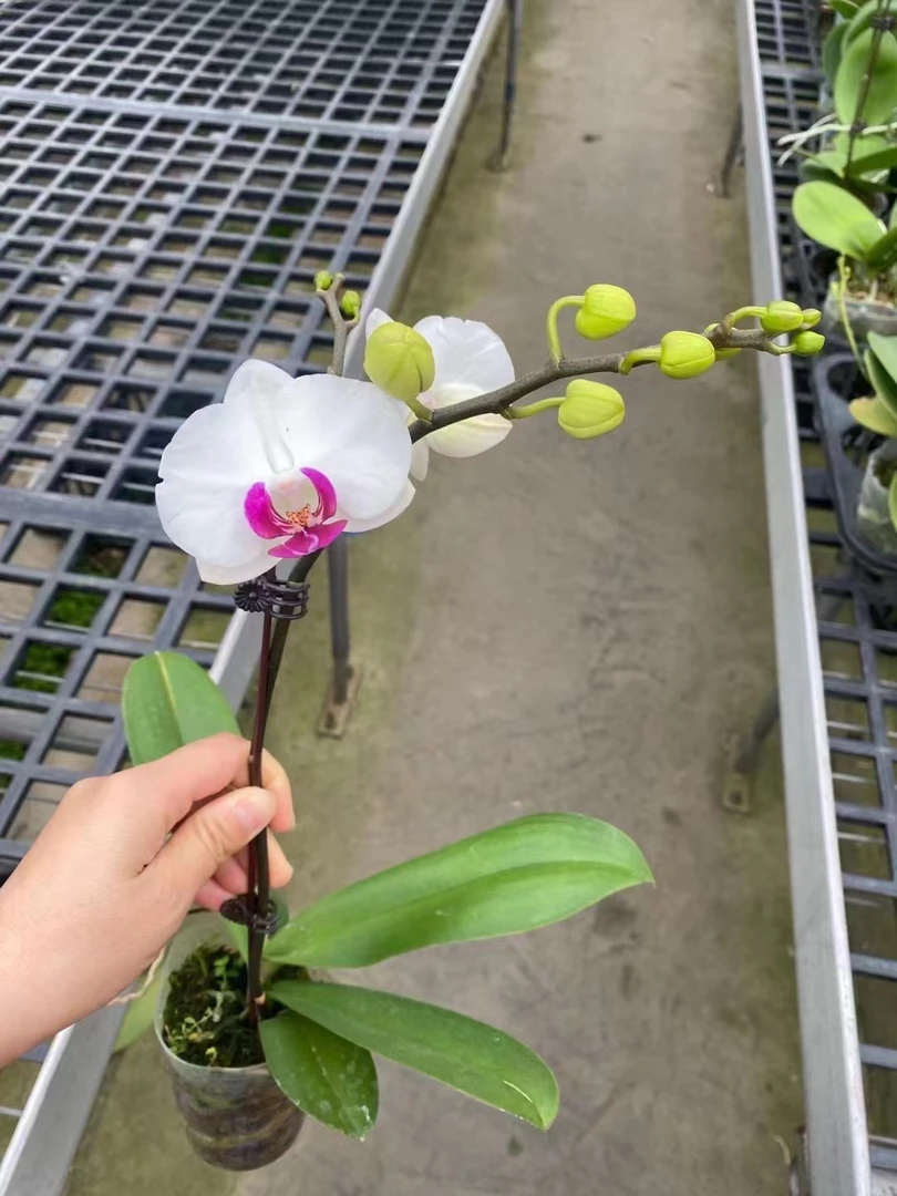 蝴蝶兰-单棵不带花盆好养耐开花期长室桌面绿植