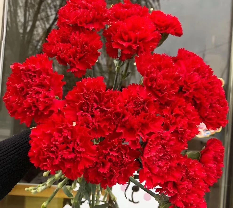 红色单头康乃馨20支      云南基地鲜花 家养 水养