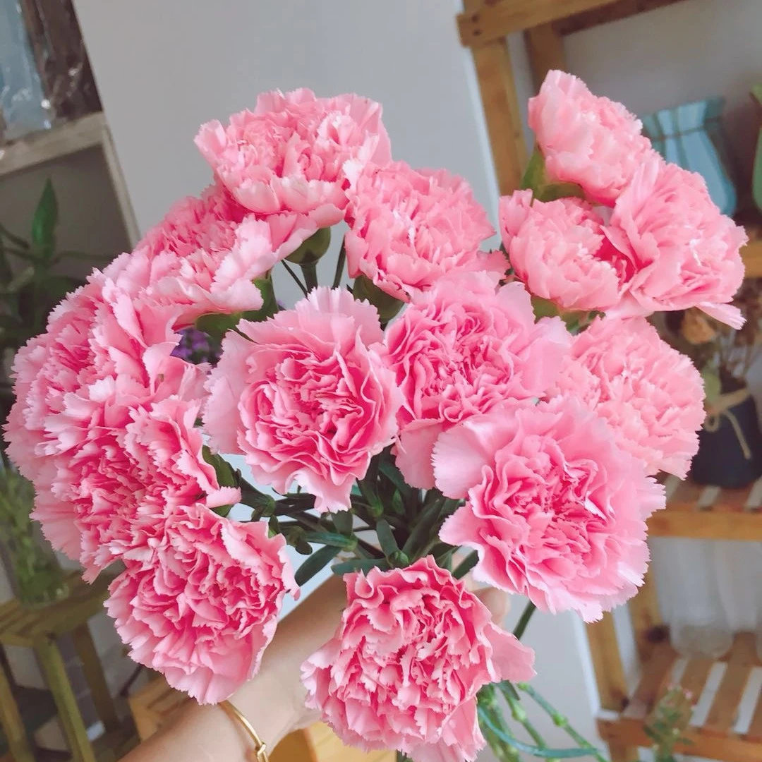 粉色单头康乃馨20支  12.9  云南  基地  鲜花