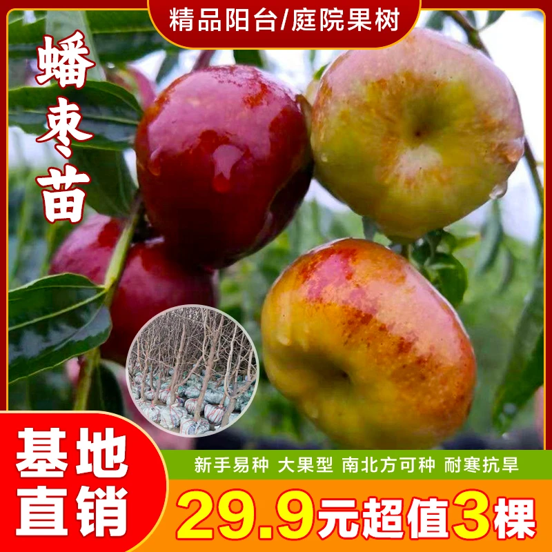 29.9元3棵！基地直发精品蟠枣苗 糖度高脆口肉质细腻好种植