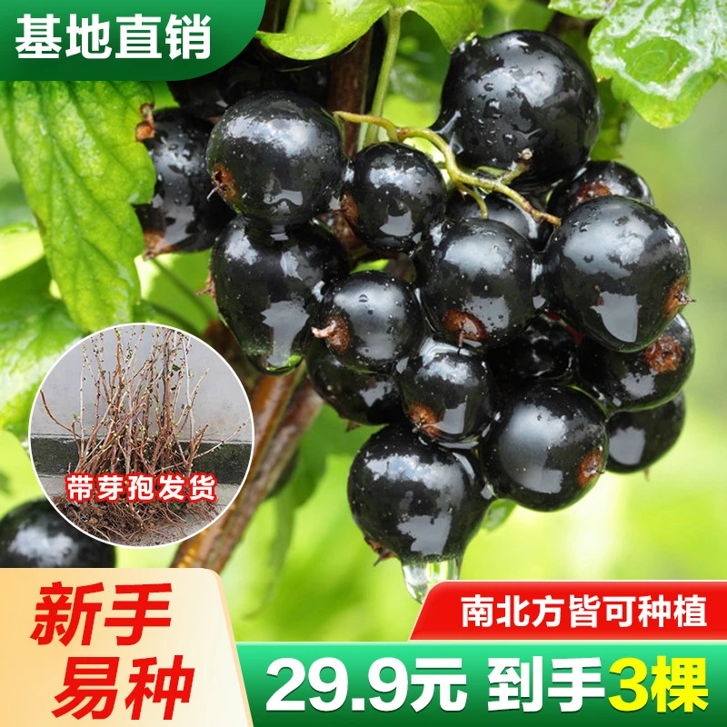 【29.9元3棵】基地直发 现挖现发 正宗四季黑加仑树苗 南北方可种植