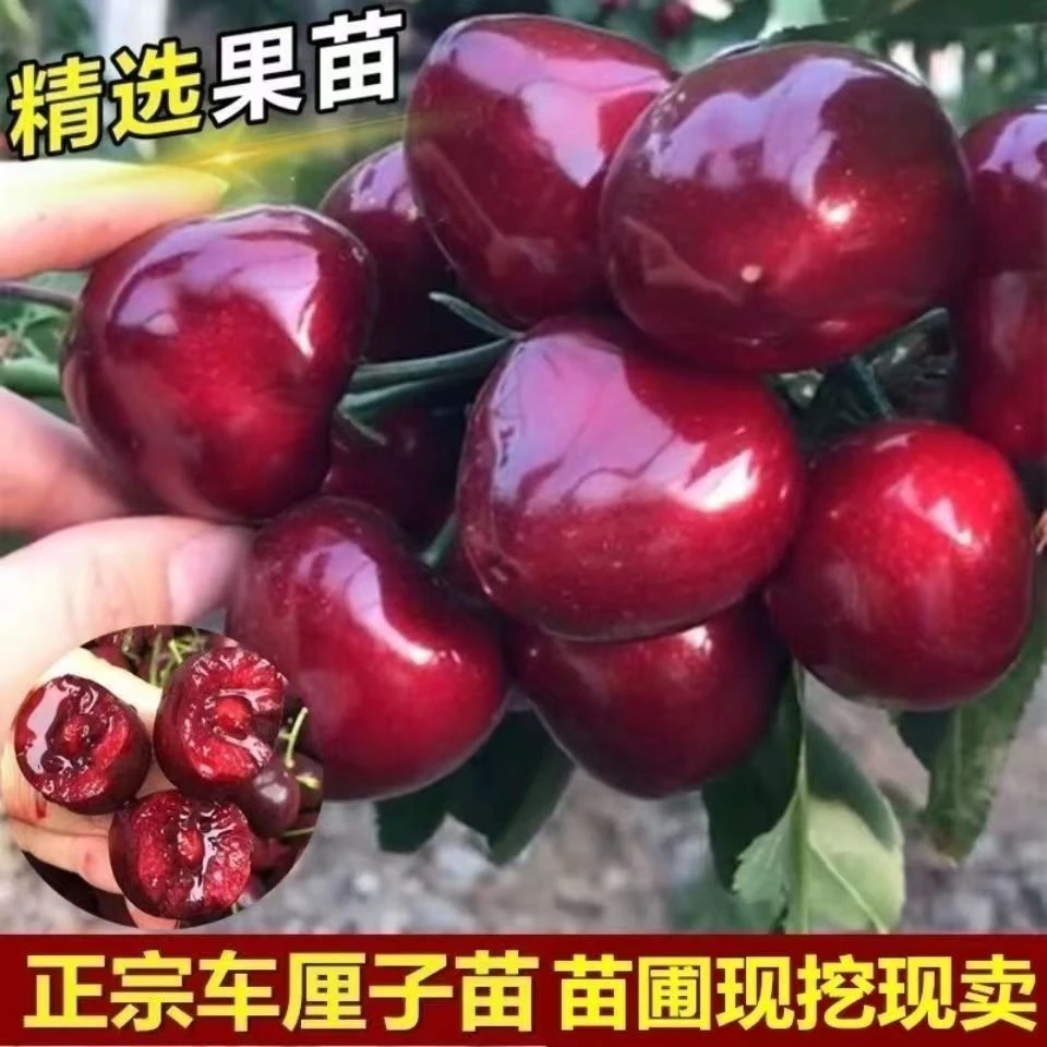 车厘子树苗盆栽地栽南方北方种植当年结果正宗矮化耐寒大樱桃树苗
