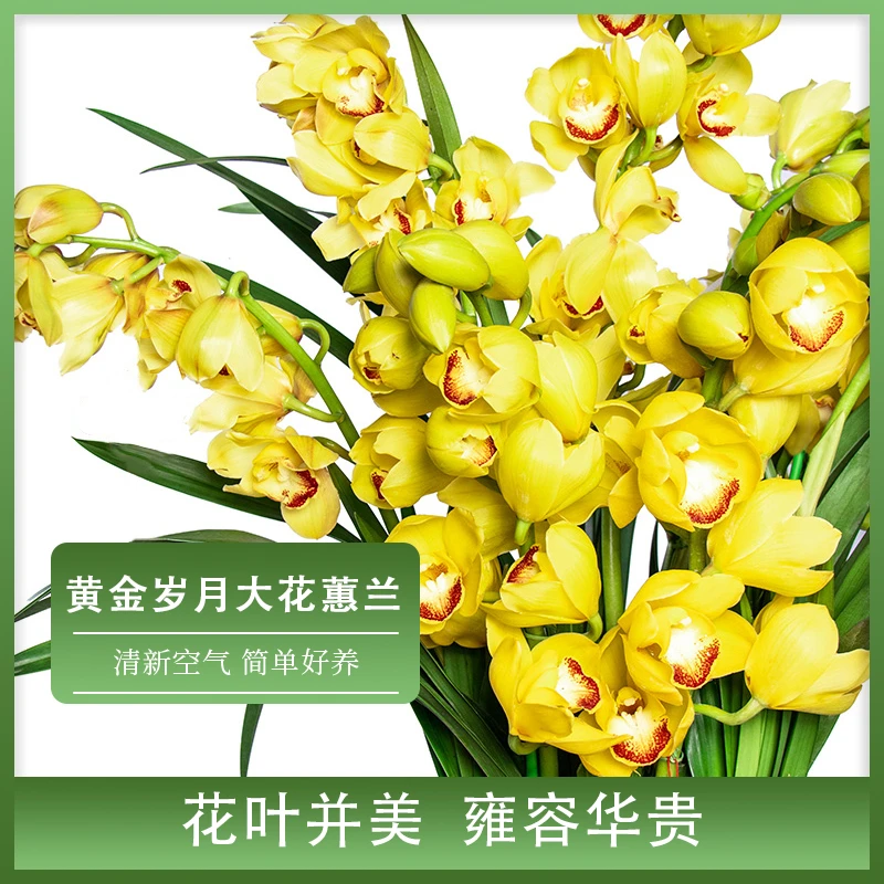 【黄金岁月】大花蕙兰年宵花兰花盆栽过年喜庆花