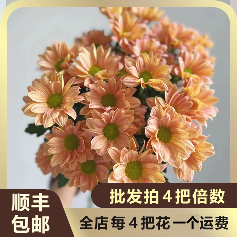 小雏菊纽扣菊生活家居鲜花水养鲜切花瓶插花同城速递云南基地直发
