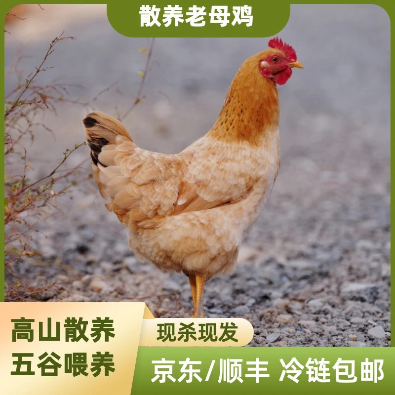 京东顺丰发散养土鸡老母鸡农家散养煲汤鲜杀走地鸡跑山鸡三黄鸡