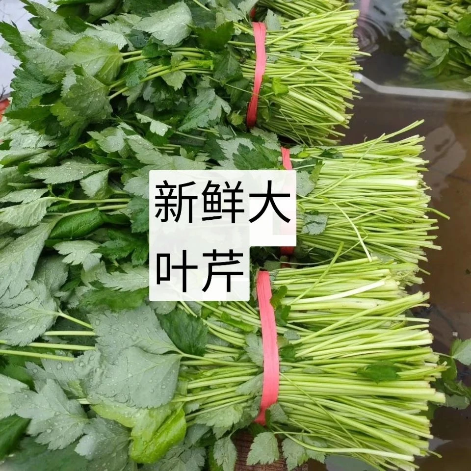 东北大叶芹新鲜野生山菜山野菜山芹菜包饺子芹菜1斤2斤3斤