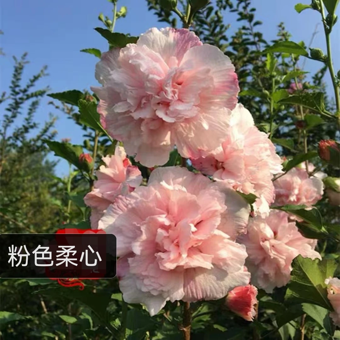 牡丹木槿花庭院室内外带花苞独杆嫁接苗原生苗夏季美观大花阳台