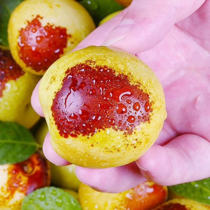 【现摘脆甜】陕西大荔冬枣新鲜甜脆枣子青枣冰糖冬枣孕妇水果批发