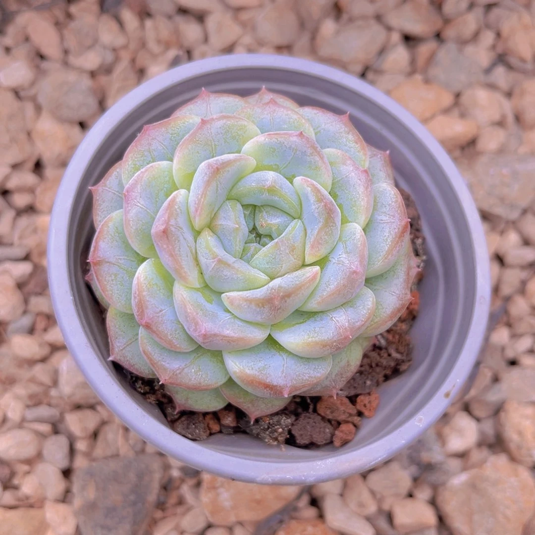 佳人单头98899999999