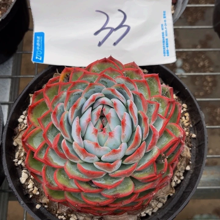 13公分9999999999999