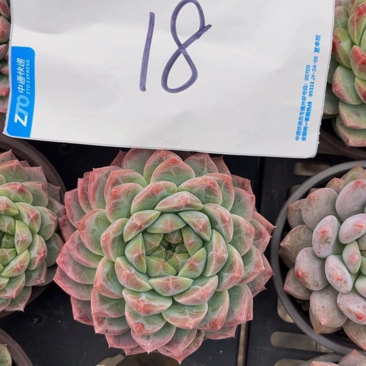 10公分暗纹珍妮999999