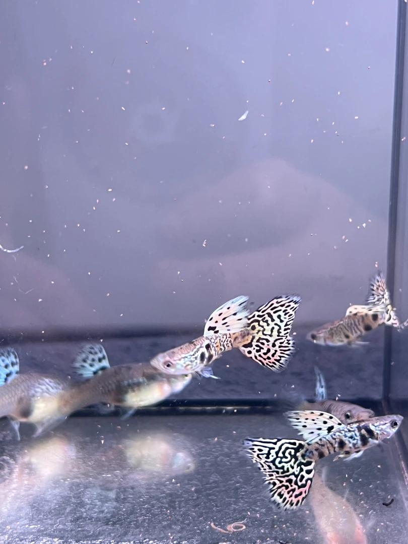 【精品孔雀鱼】虎斑蛇纹 孔雀鱼 小型热带观赏鱼 胎生鱼