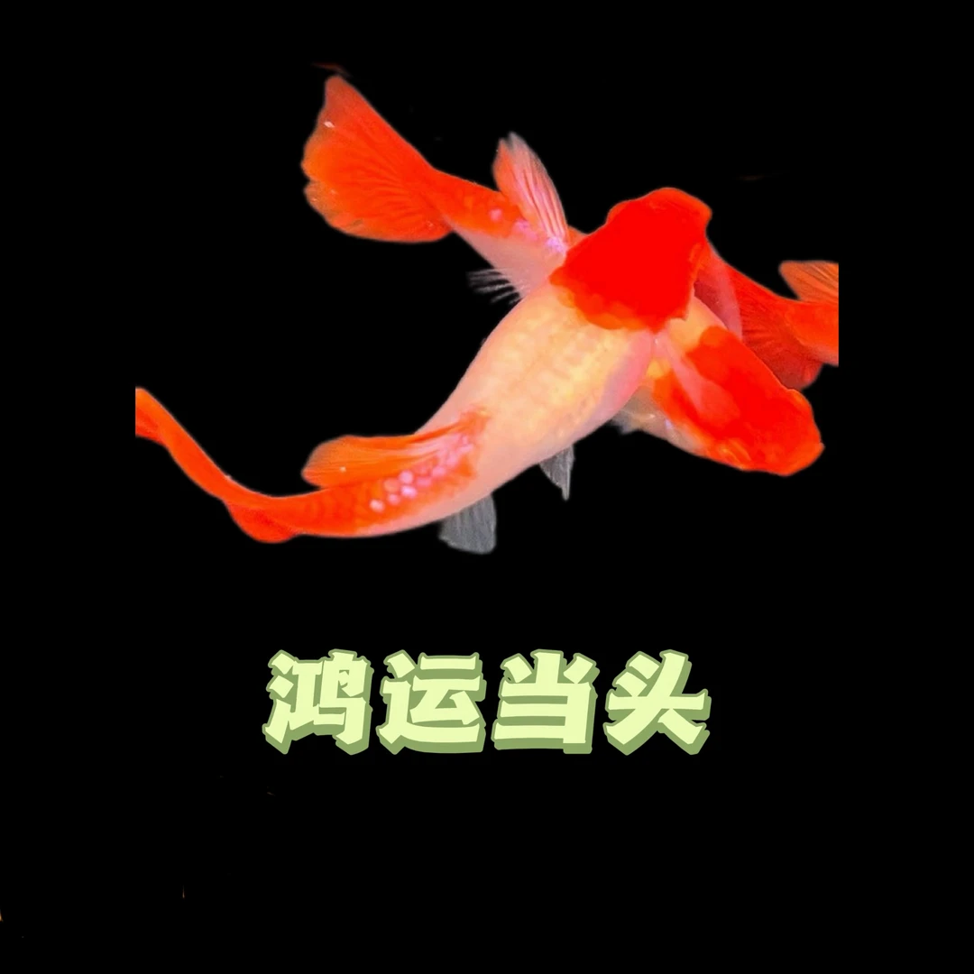 【鸿运当头】好养孔雀鱼繁殖组小型观赏鱼精品种鱼活体公母6月龄