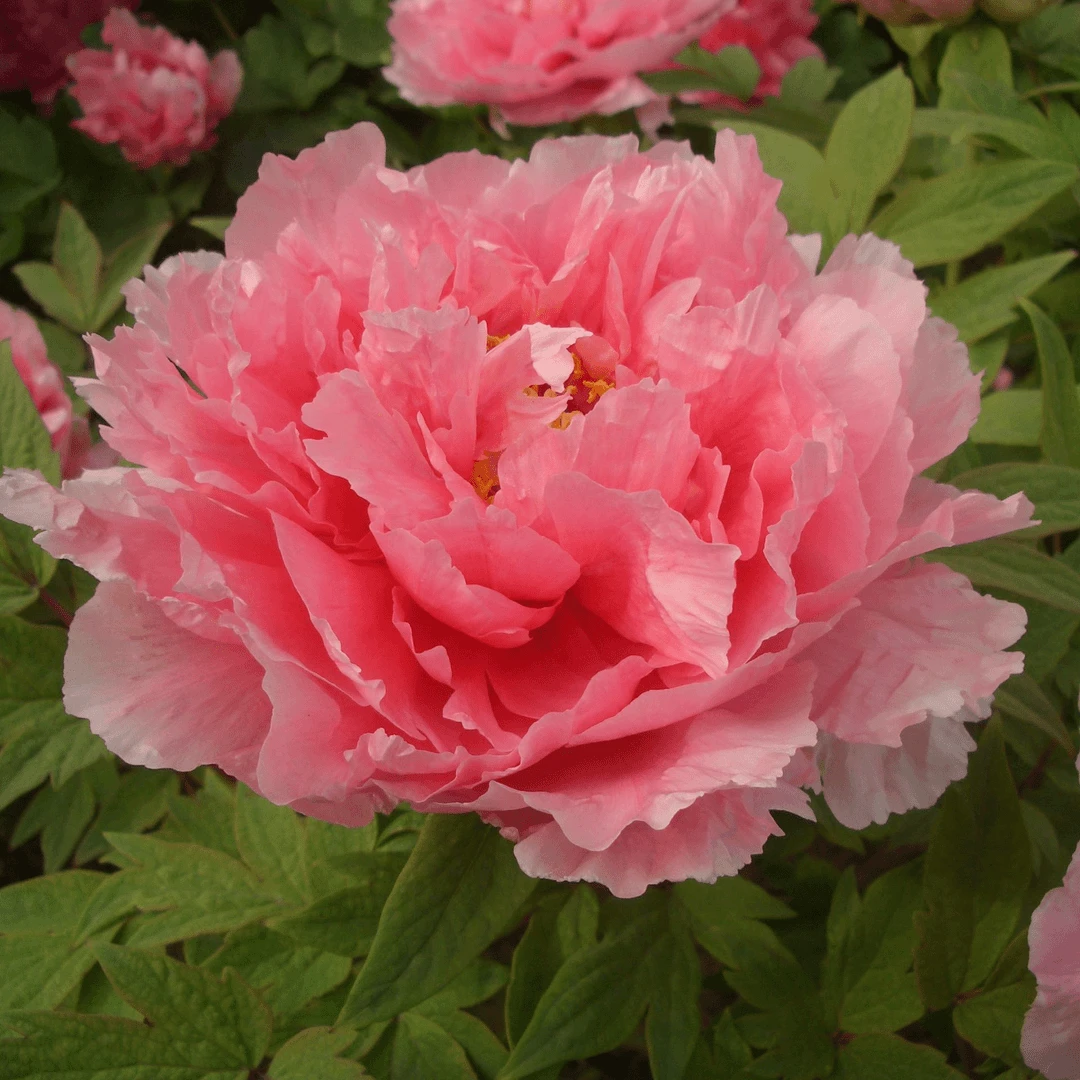 【菏泽牡丹园】花竞 粉红色系精品牡丹对版发货 中秋节前后发货