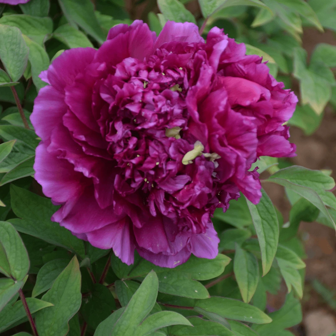 【菏泽牡丹园】冠群芳紫红色系牡丹对版发货