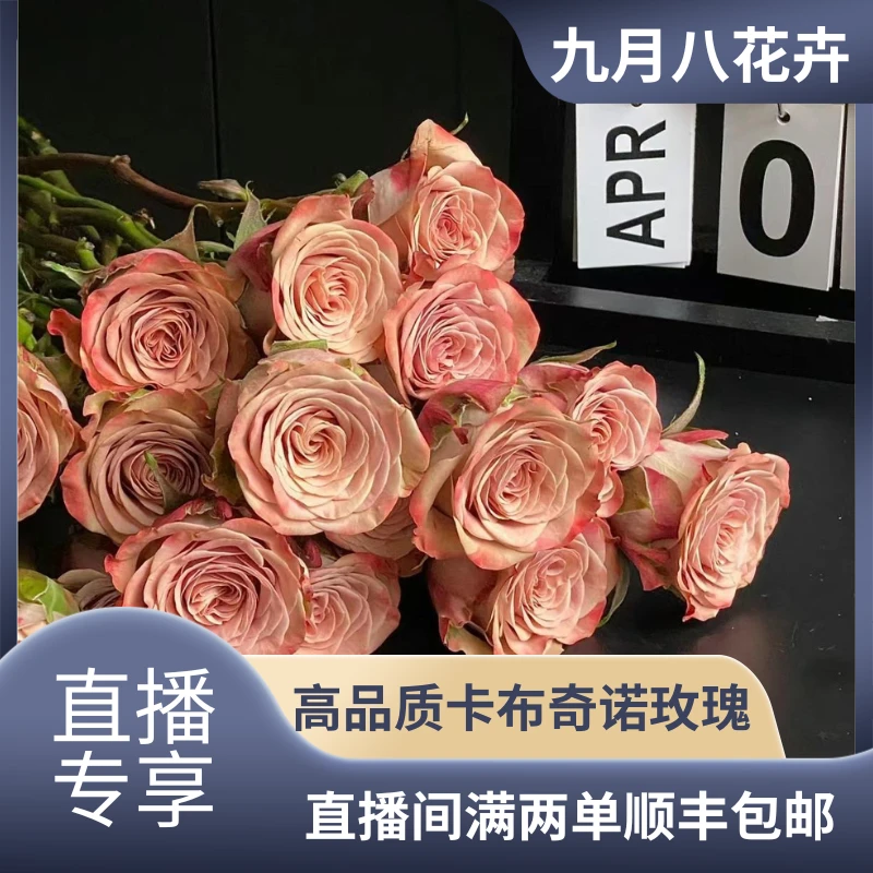 【直播间专属】卡布奇诺玫瑰 云南直发鲜切单头玫瑰花好养护花期长