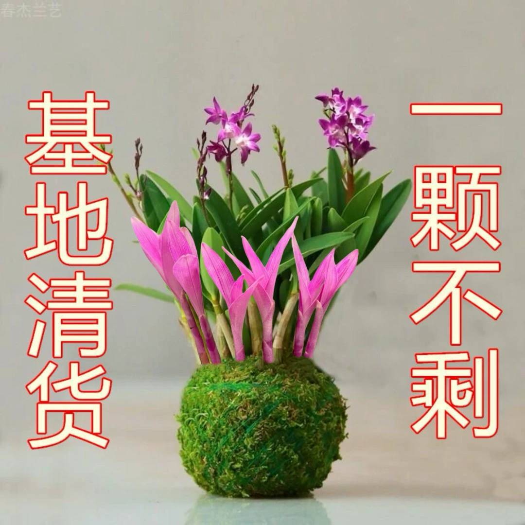 带盆七彩石斛兰花四季开好养绿植浓香型石斛水培好养绿植家庭摆件