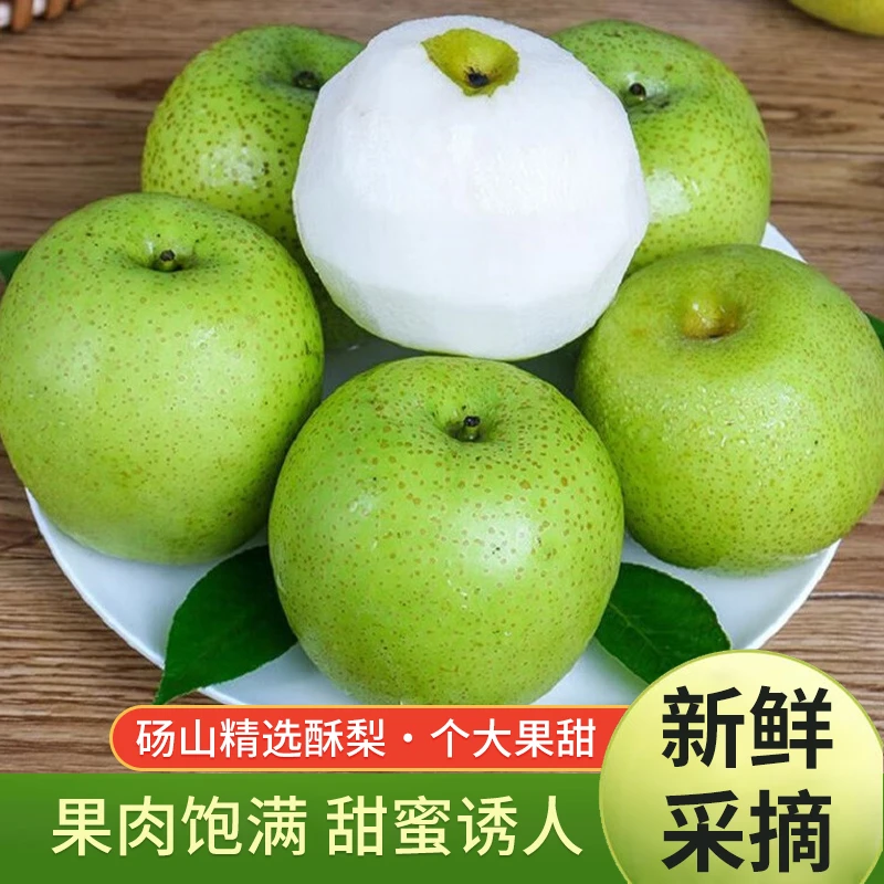 正宗砀山青梨早梨子酥梨脆甜源头直发包邮当季新鲜水果香甜皮薄