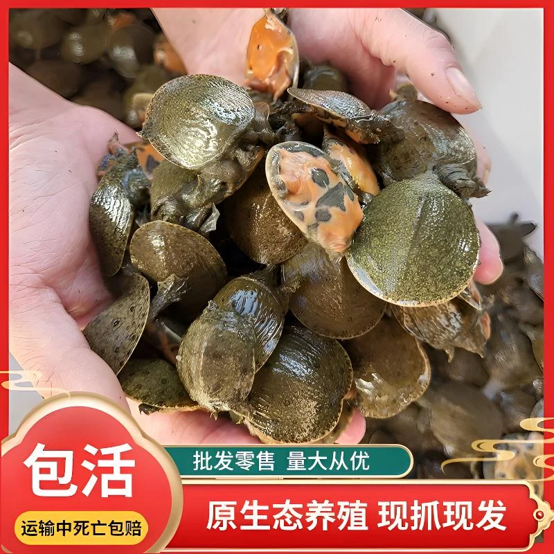 【包邮包活4只送2只】家养宠物养殖孵化优质甲鱼苗儿童节礼物