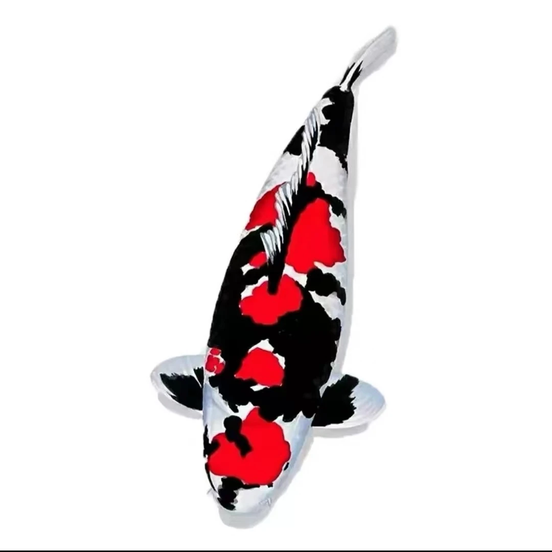 精品锦鲤补价专用