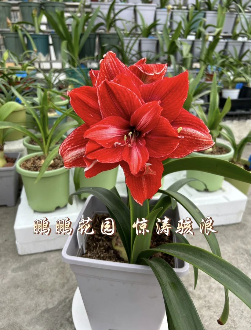 台朱惊涛骇浪朱顶红中大球，红色重瓣大花，包到手鲜活不包后期养护