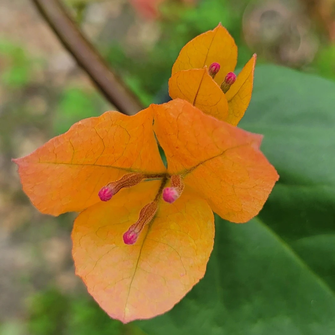 不售后三角梅16直播间一物一拍