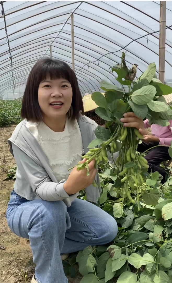 湖北仙桃农家自种毛豆新鲜应季青豆3斤5斤冰袋保温箱