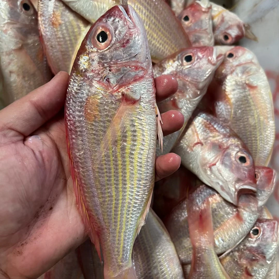 新鲜红杉鱼 5斤湛江野生海鱼