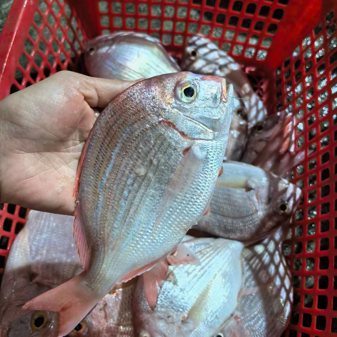 湛江新鲜红立鱼 天然红腊鱼 赤棕鱼 4-6条／斤 帮杀 顺丰速冻发货