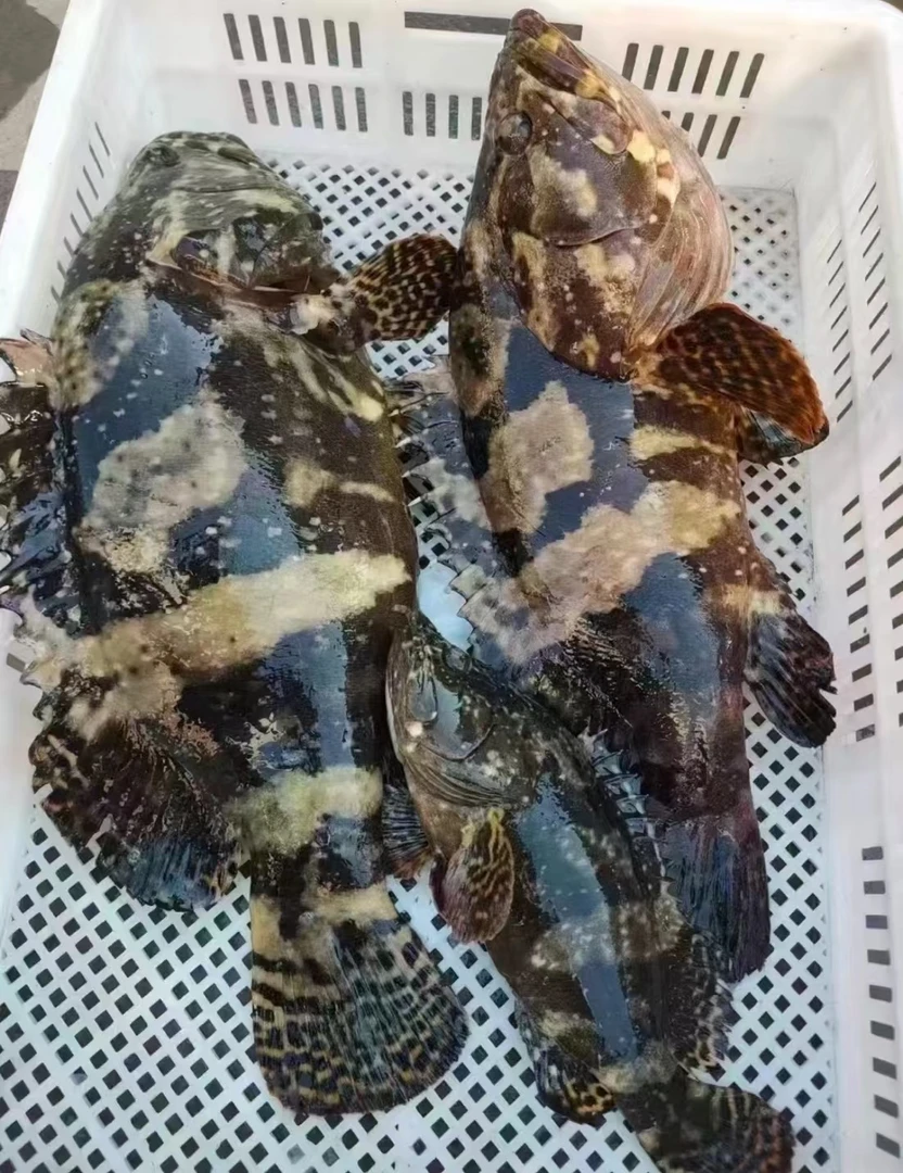 珍珠斑【直播现称】现称鱼/虾/蟹 等海鲜以直播间称重商品为准