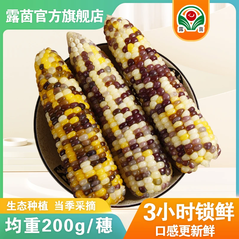 【露茵】露茵彩糯玉米 农产品 甜香糯玉米 早餐 200g/穗