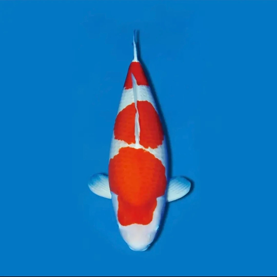 锦鲤观赏鱼红白三色大正孔雀秋翠龙系辉龙昭和菲写冷水鱼好养耐活