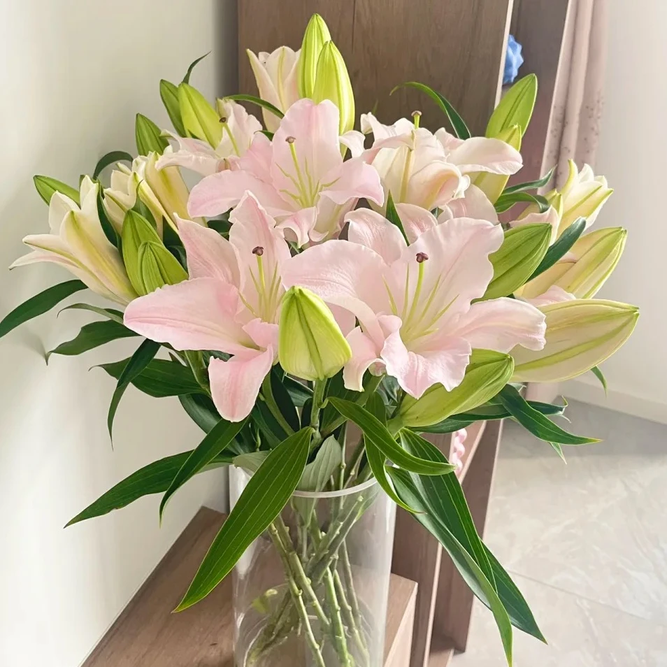 【熙悦花卉】粉天使香水百合 云南鲜花基地直发 发货后不支持退款