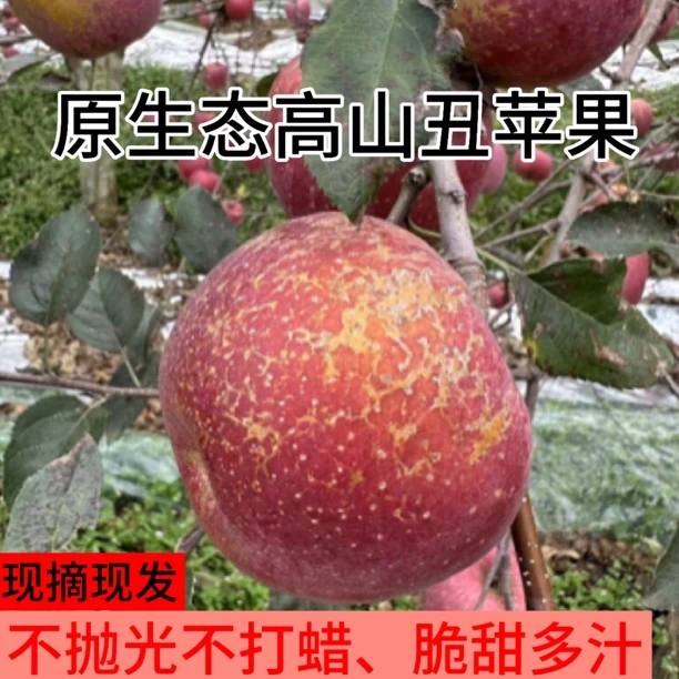 2024云南昭通高原糖心丑苹果脆甜多汁2斤5斤