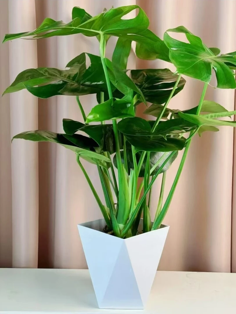 四株80-100cm龟背竹盆栽大型绿植室内水培大叶植物四季客厅