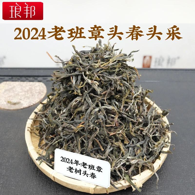 2024年老班章茶王地老树春茶