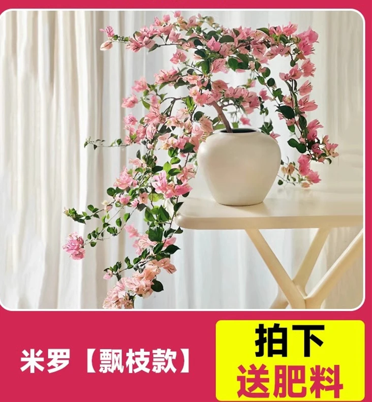 马斯三角梅盆栽带花老桩绿漳红樱飘枝爬藤植物阳台室内四季开花卉