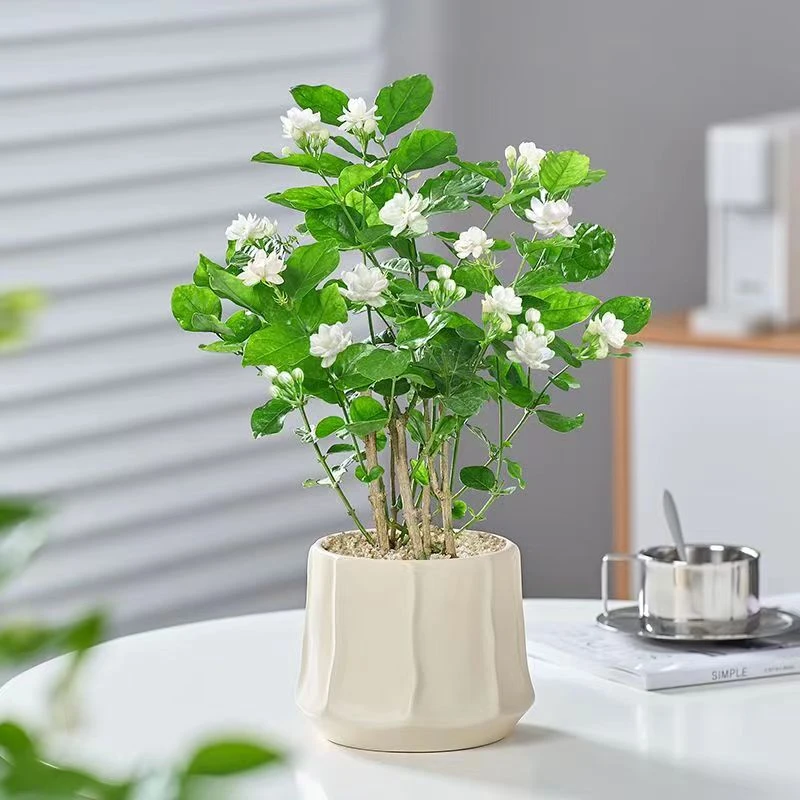 重瓣香水茉莉花浓香型绿植花卉驱蚊植物好养开花室内阳台老桩盆栽
